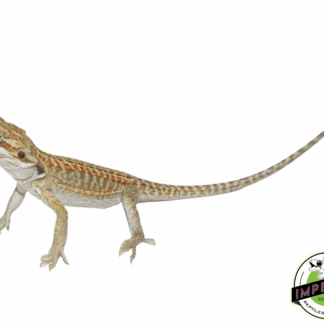 Lemon Leather Hypo Bearded Dragon