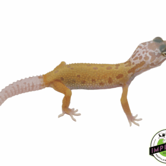 Lemon Leucistic Leopard Gecko