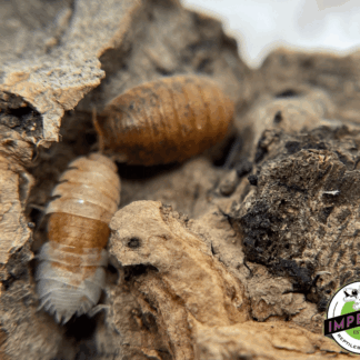 Porcellio scaber "Lemonade Scaber" Isopods