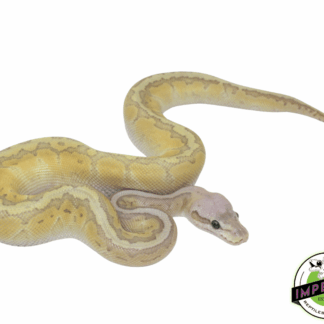 Lemonblast Butter Ghost Ball Python Male