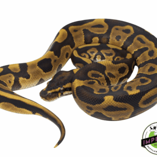 Leopard Ball Python Baby
