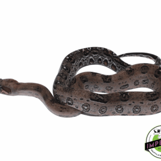 Leopard Boa Baby Female (#82323-02)
