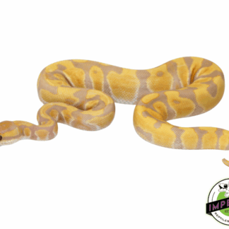 Leopard Enchi Candy Ball Python