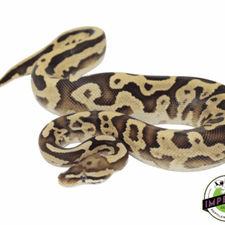 Leopard Firefly Ball Python