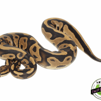 Specter Leopard Ball Python