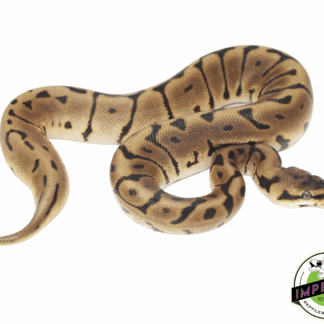 Leopard Spider Ball Python