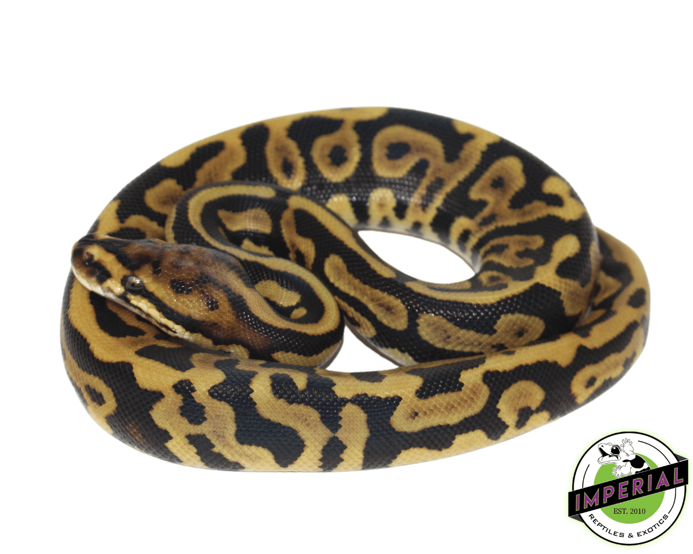 Leopard Spotnose Ball Python - Image 2