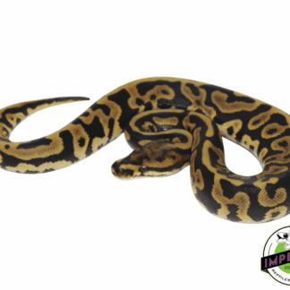Leopard Spotnose Ball Python