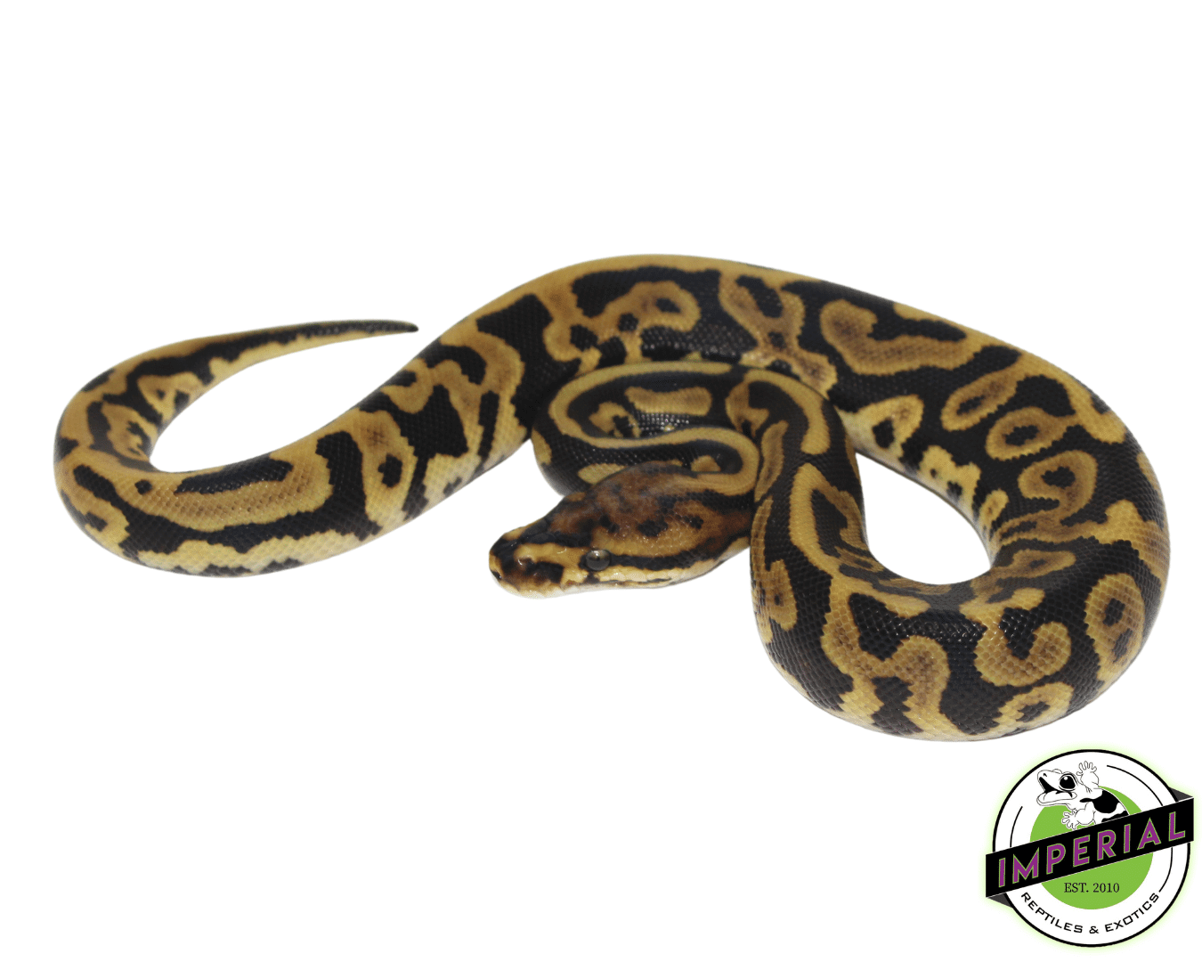 Leopard Spotnose Ball Python