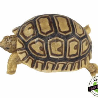 Leopard Tortoise Baby