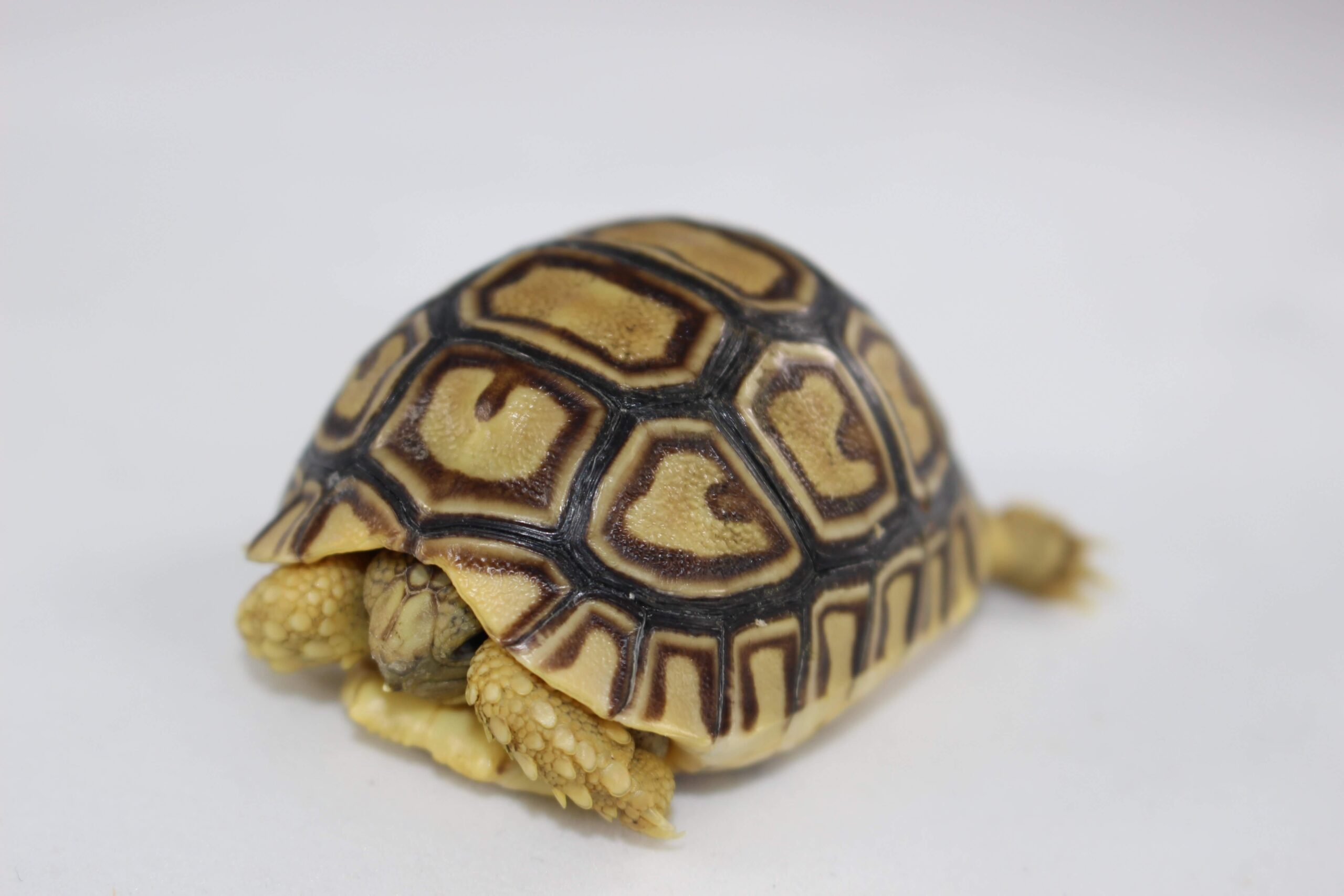 Leopard Tortoise Baby - Image 3