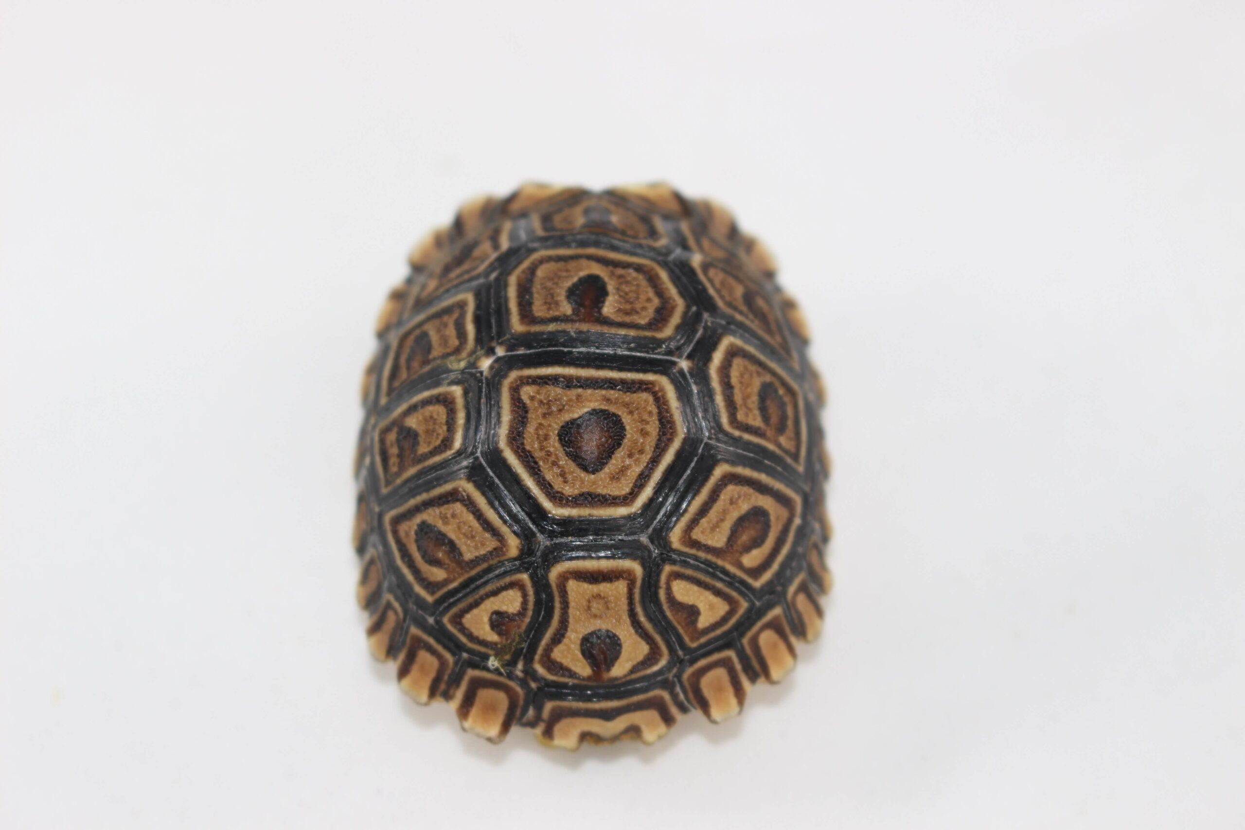 Leopard Tortoise Baby - Image 2