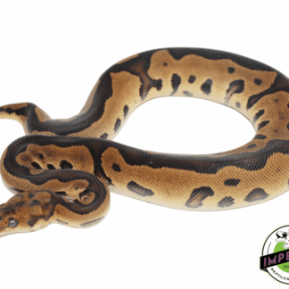 Leopard Yellowbelly Clown Ball Python