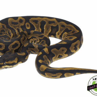 Leopard YellowBelly PDH Albino Pied Ball Python