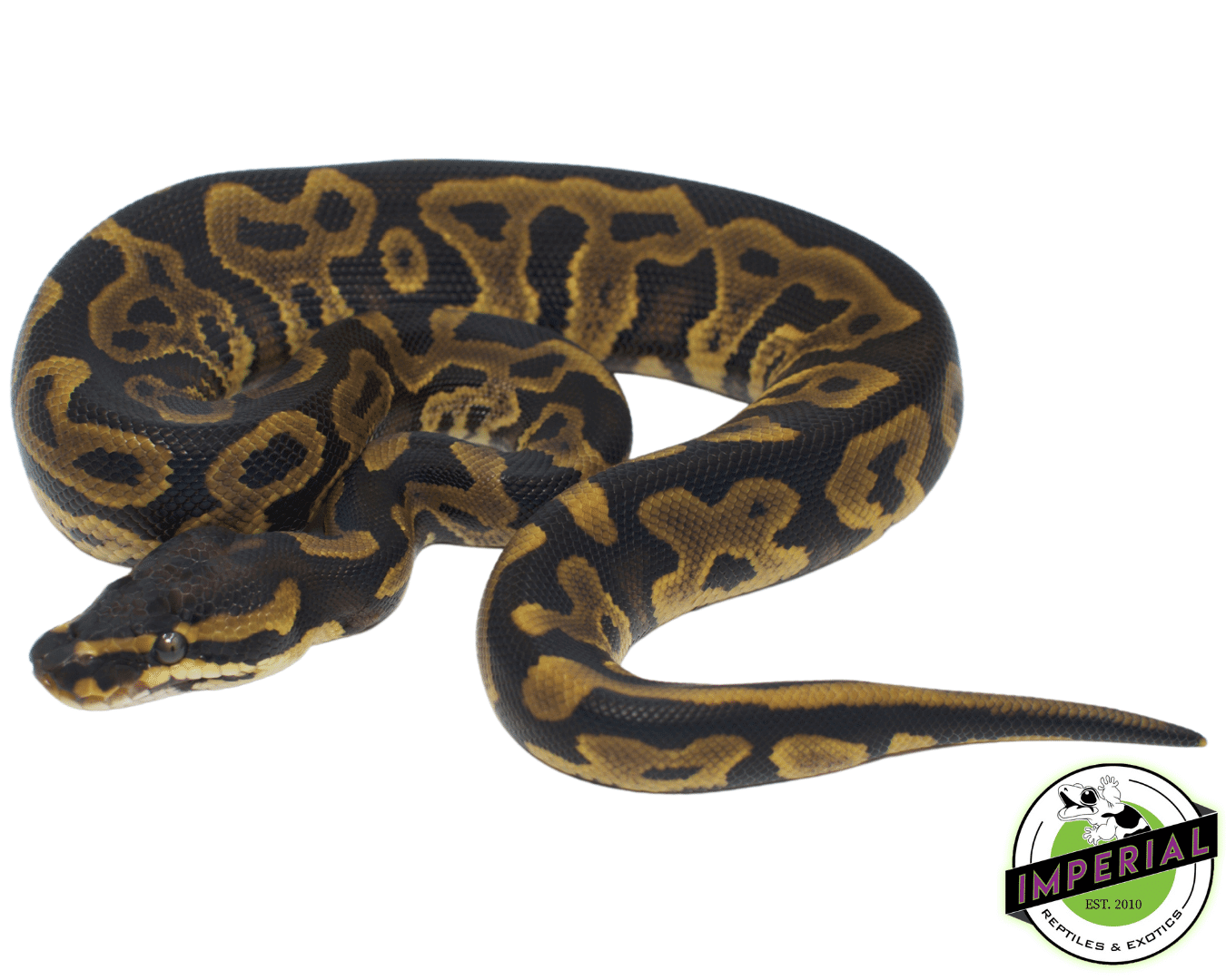 Leopard YellowBelly PDH Albino Pied Ball Python