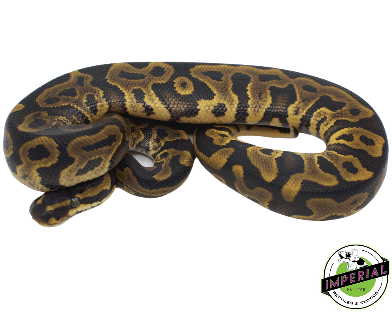 Leopard YellowBelly PDH Albino Pied Ball Python - Image 2