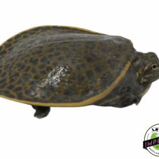 Leopard Softshell Turtle