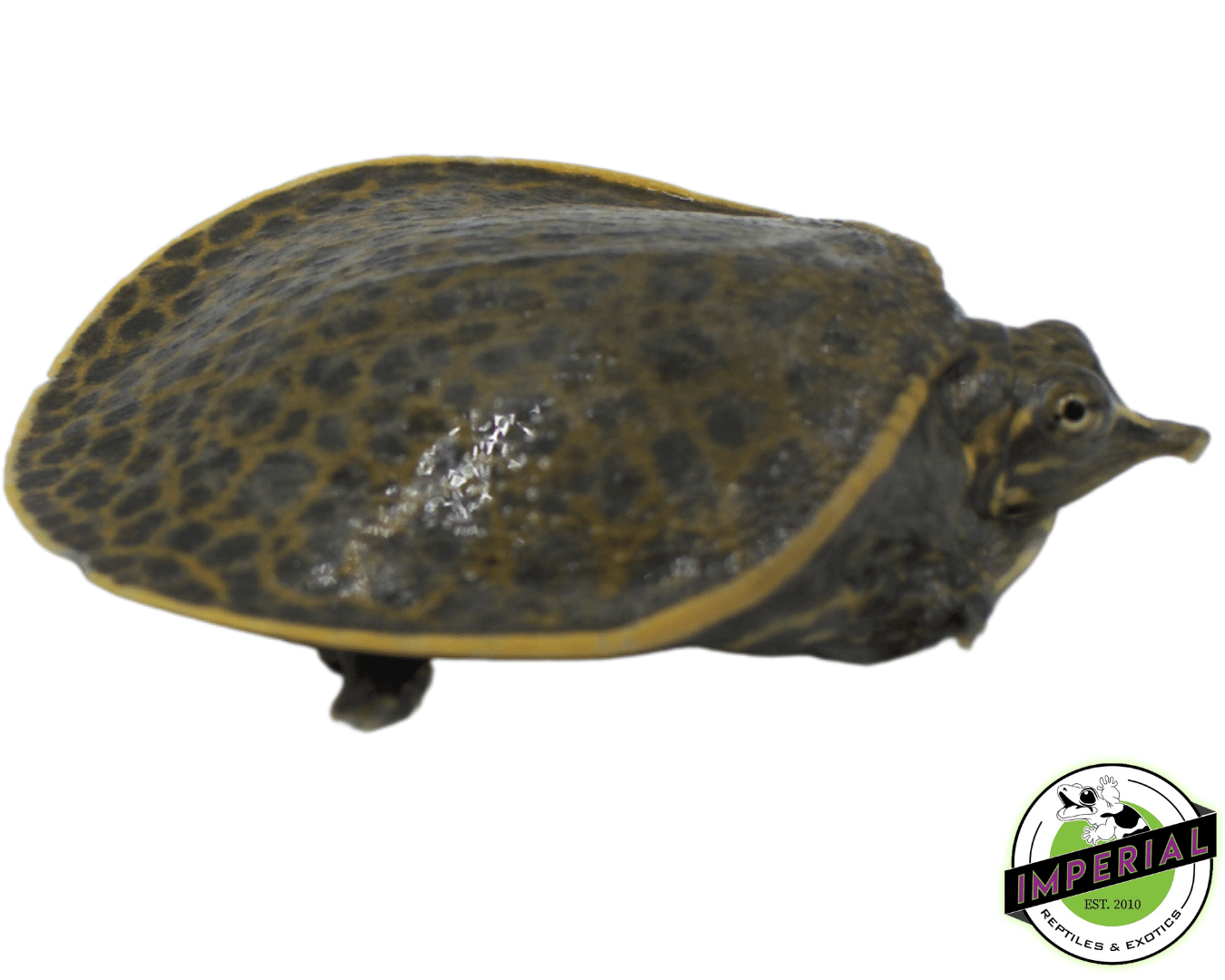 Leopard Softshell Turtle