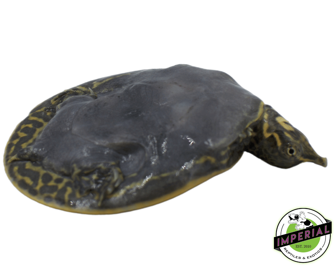 Leopard Softshell Turtle - Image 2