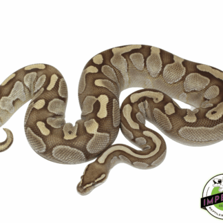 Lesser Ball Python Adult Female