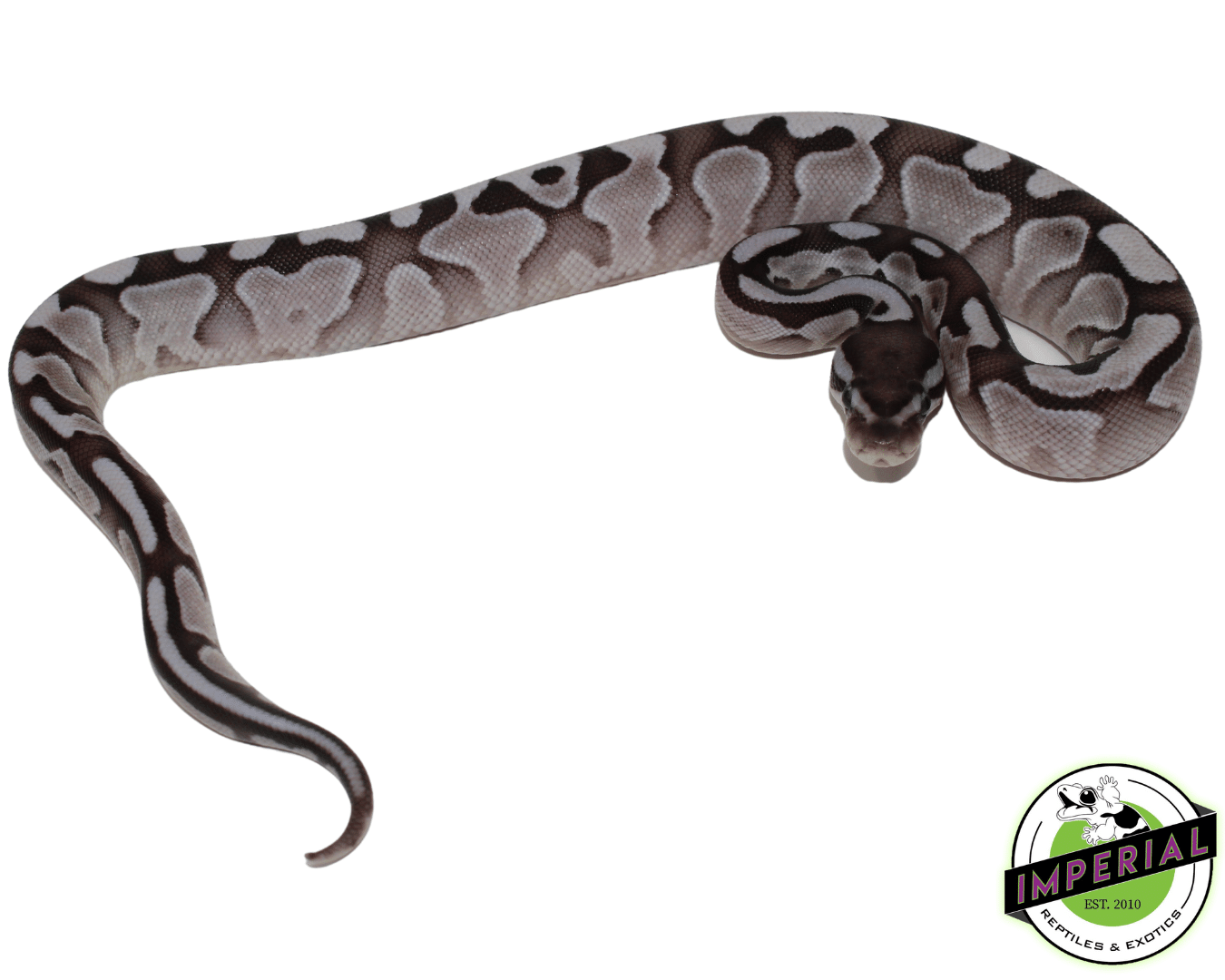 Lesser Axanthic (VPI) Ball Python Baby - Image 3