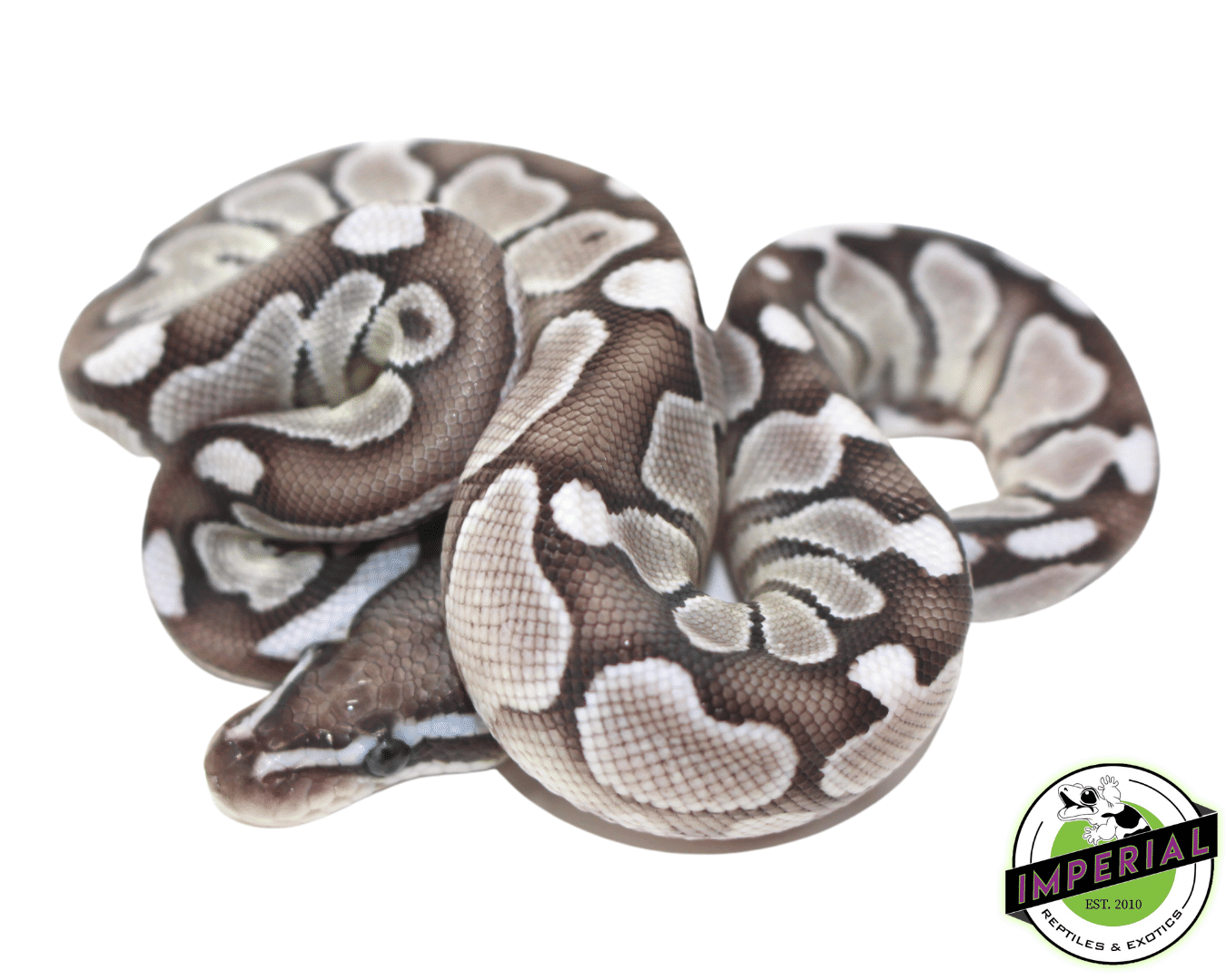 Lesser Axanthic (VPI) Ball Python Baby - Image 2