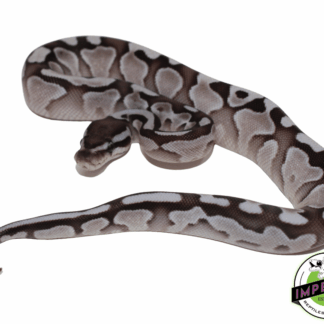 Lesser Axanthic (VPI) Ball Python Baby