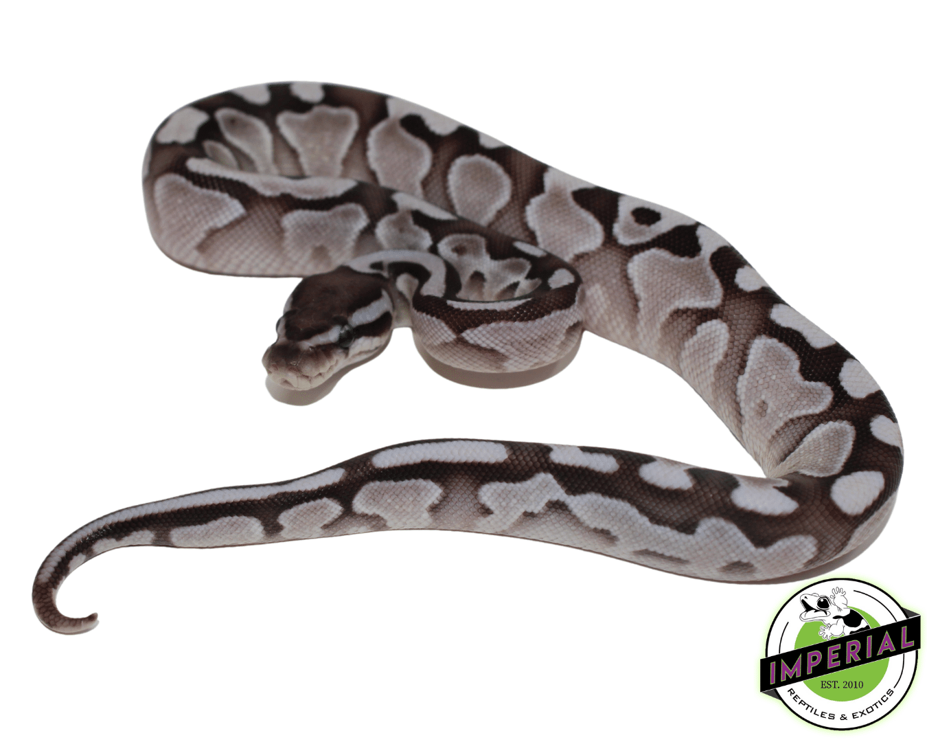 Lesser Axanthic (VPI) Ball Python Baby