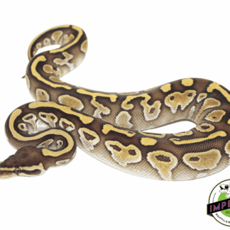 Lesser Ball Python Baby