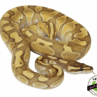 Lesser Enchi Ball Python