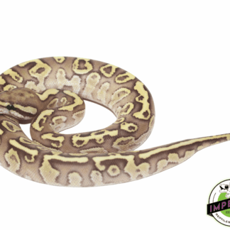 Lesser Fire Ball Python Female