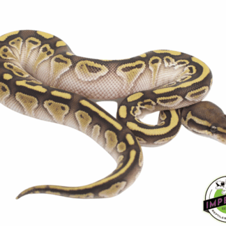 Lesser Het Clown Ball Python
