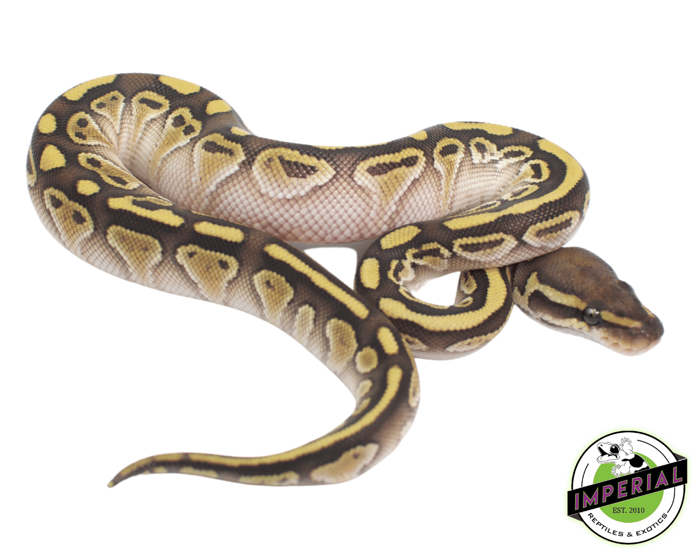 Lesser Het Clown Ball Python