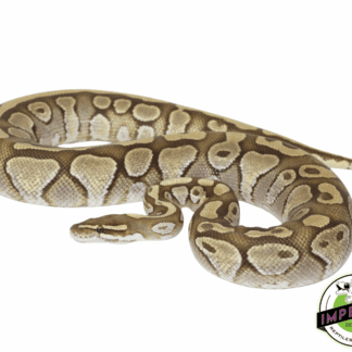 Pastel Lesser Ghost Adult Ball Python
