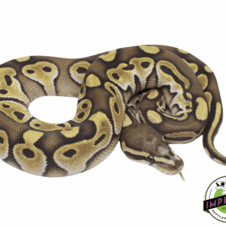Lesser Scaleless Head Ball Python