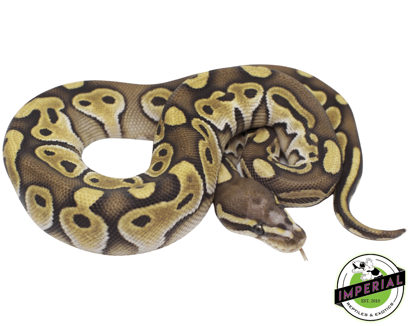 Lesser Scaleless Head Ball Python