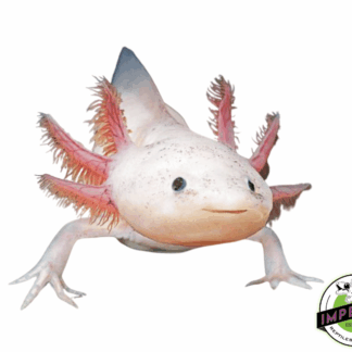 Leucistic Axolotl (3-4”)