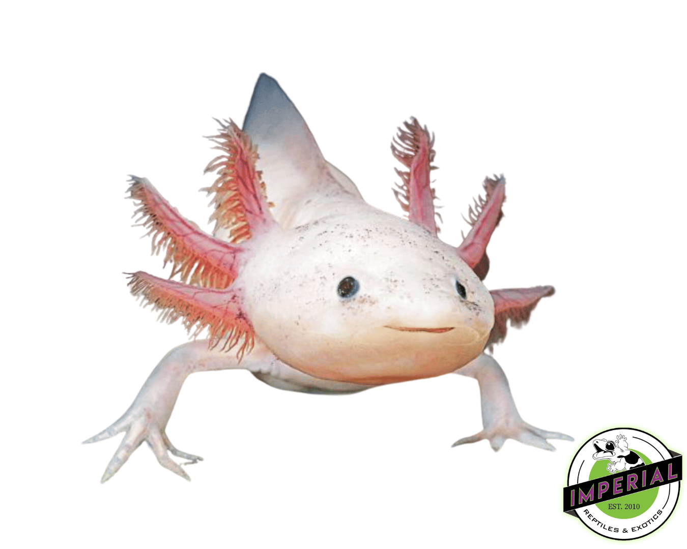 Leucistic Axolotl (3-4”)