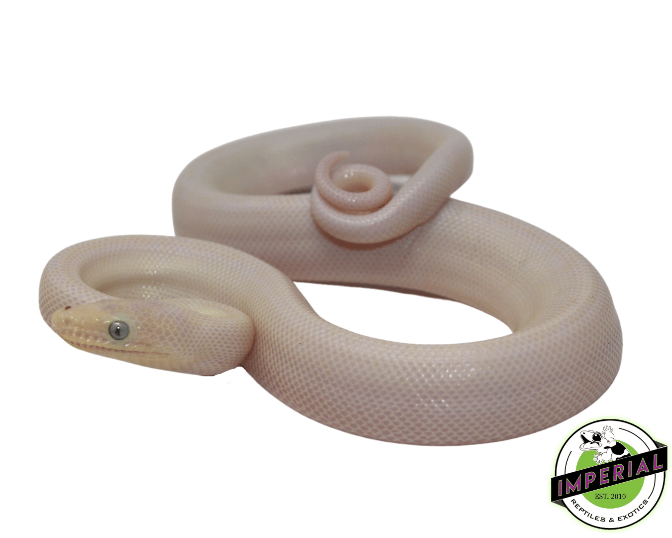 Blue Eyed Leucistic Colombian Rainbow Boa - Image 3