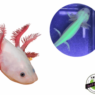 GFP Leucistic Axolotl (4-5")
