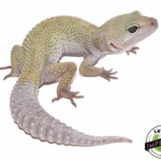 Leucistic/Patternless Leopard Gecko Adult
