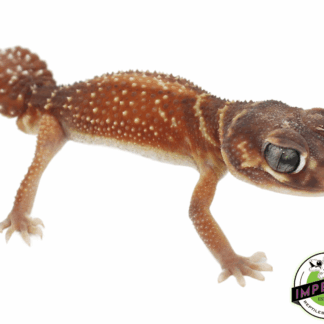 Red Smooth Knob Tail Gecko Adult
