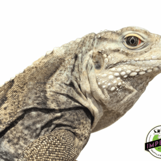 Lewisi Hybrid Iguana