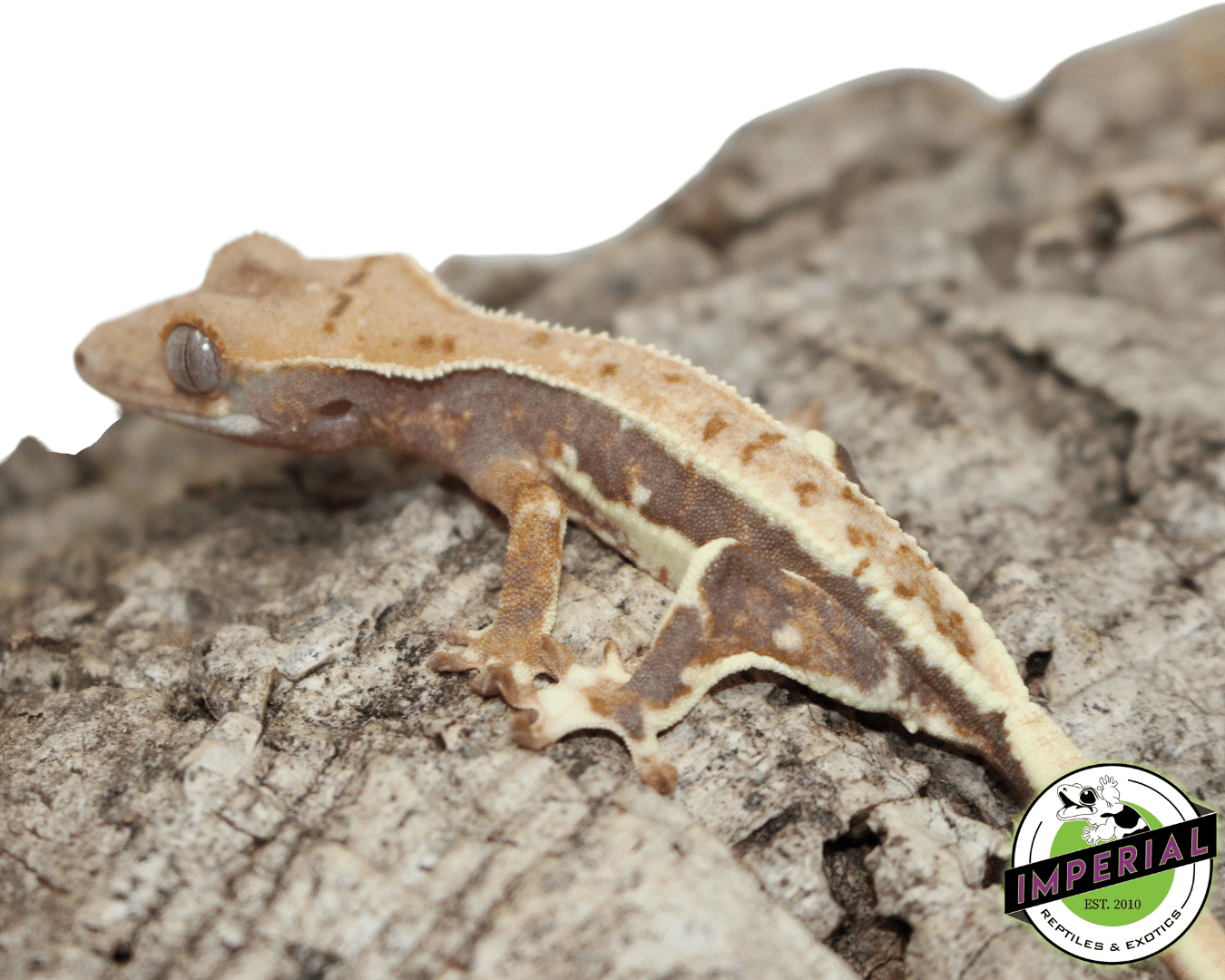 Lilly White Crested Gecko Male - Image 3
