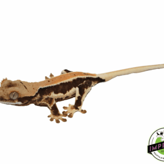 Lilly White Crested Gecko (#32923-01)