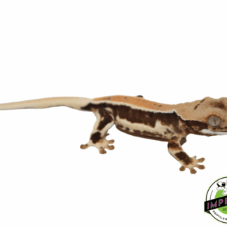 Lilly White Crested Gecko (#32923-02)