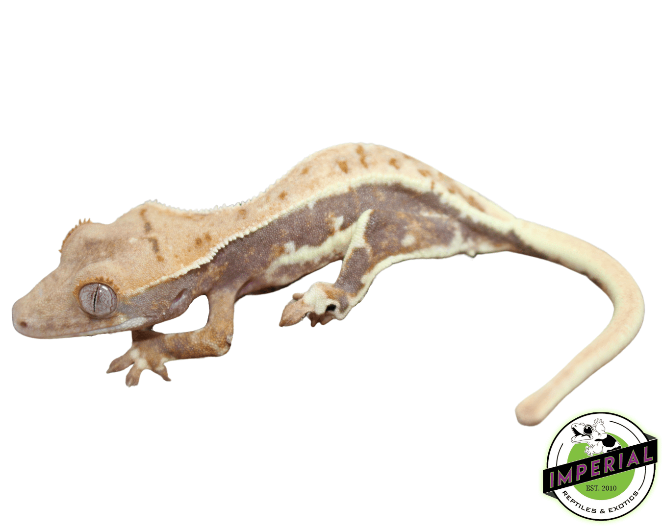 Lilly White Crested Gecko Male - Image 2