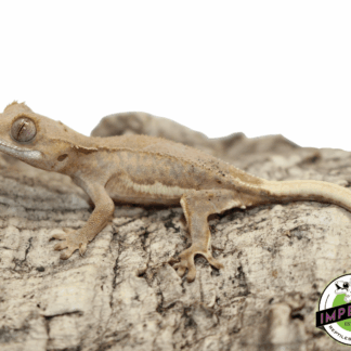 Lilly White Crested Gecko Male