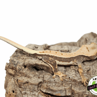 Lilly White Crested Gecko Male