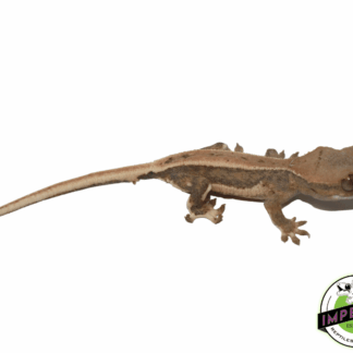 Lilly White Crested Gecko